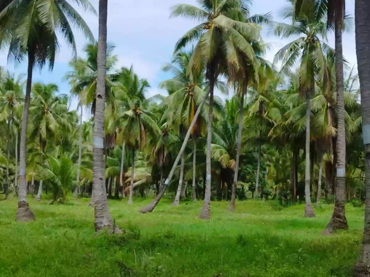 INCOME GENERATING -FARM LOT FOR SALE in DAVAO del SUR — Agricultural Lot in Malalag, Davao del Sur, Philippines — Photo 4