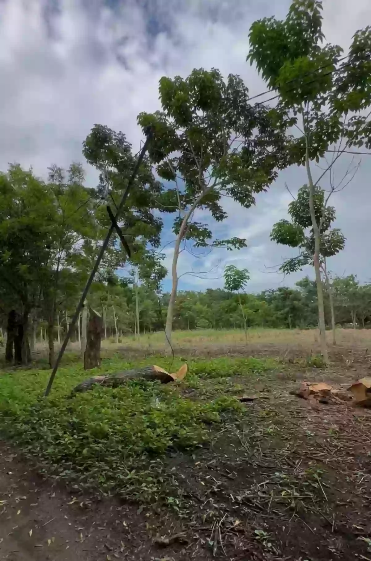 12 - 14 Hectare Lot at Brgy Conel, General Santos City