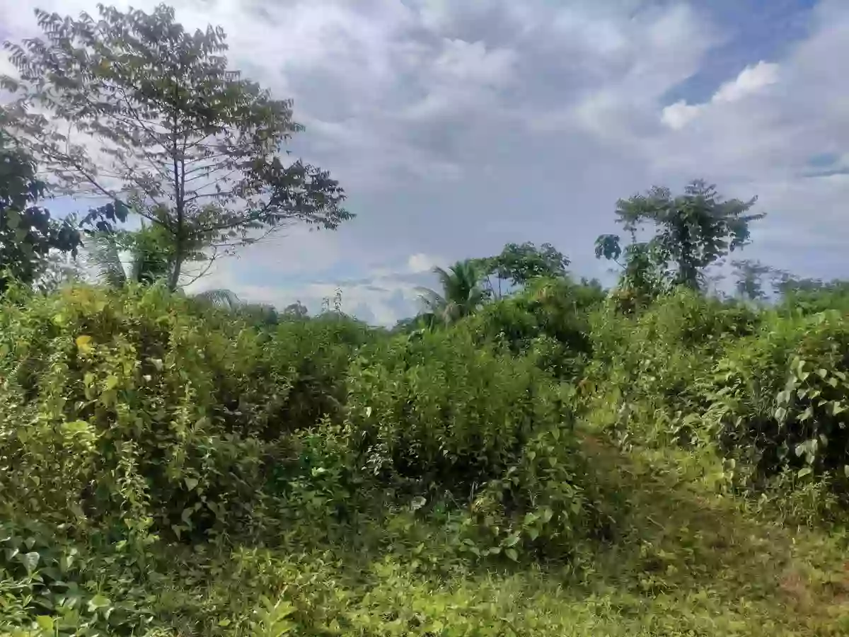 CLEAN TITLE VACANT LOT ALONG NATIONAL HIGHWAY — Agricultural Lot in Monkayo, Davao de Oro, Philippines — Photo 5