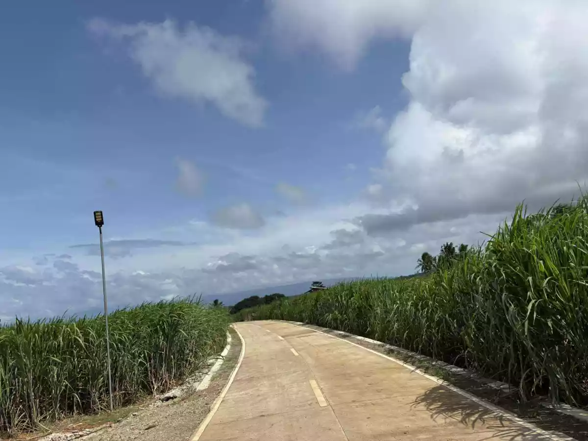 Agricultural Lot For Sale 2 Hectares Jantianon, Amlan, Negros Oriental — Agricultural Lot in Amlan, Negros Oriental, Philippines — Photo 6