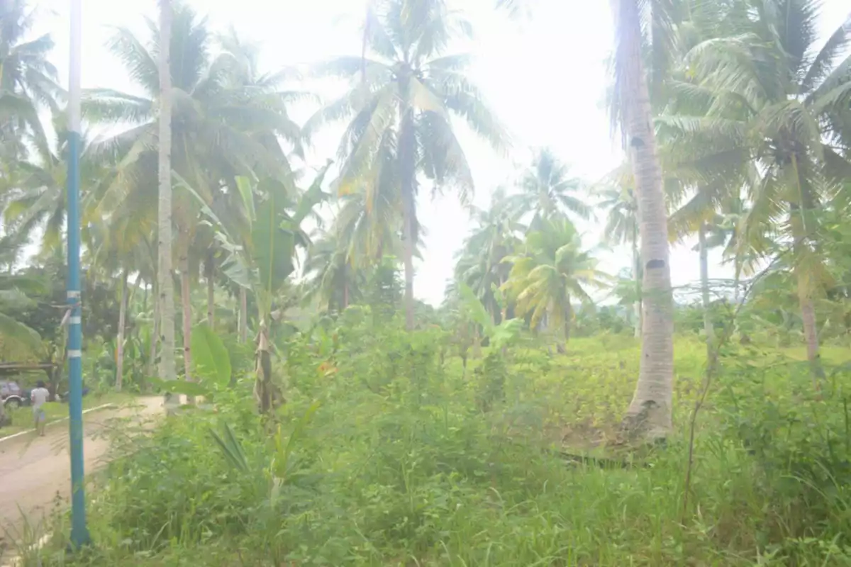 Farm Lot For Sales @ Brgy. Lamak, Dumanjug, Cebu — Agricultural Lot in Dumanjug, Cebu, Philippines — Photo 2