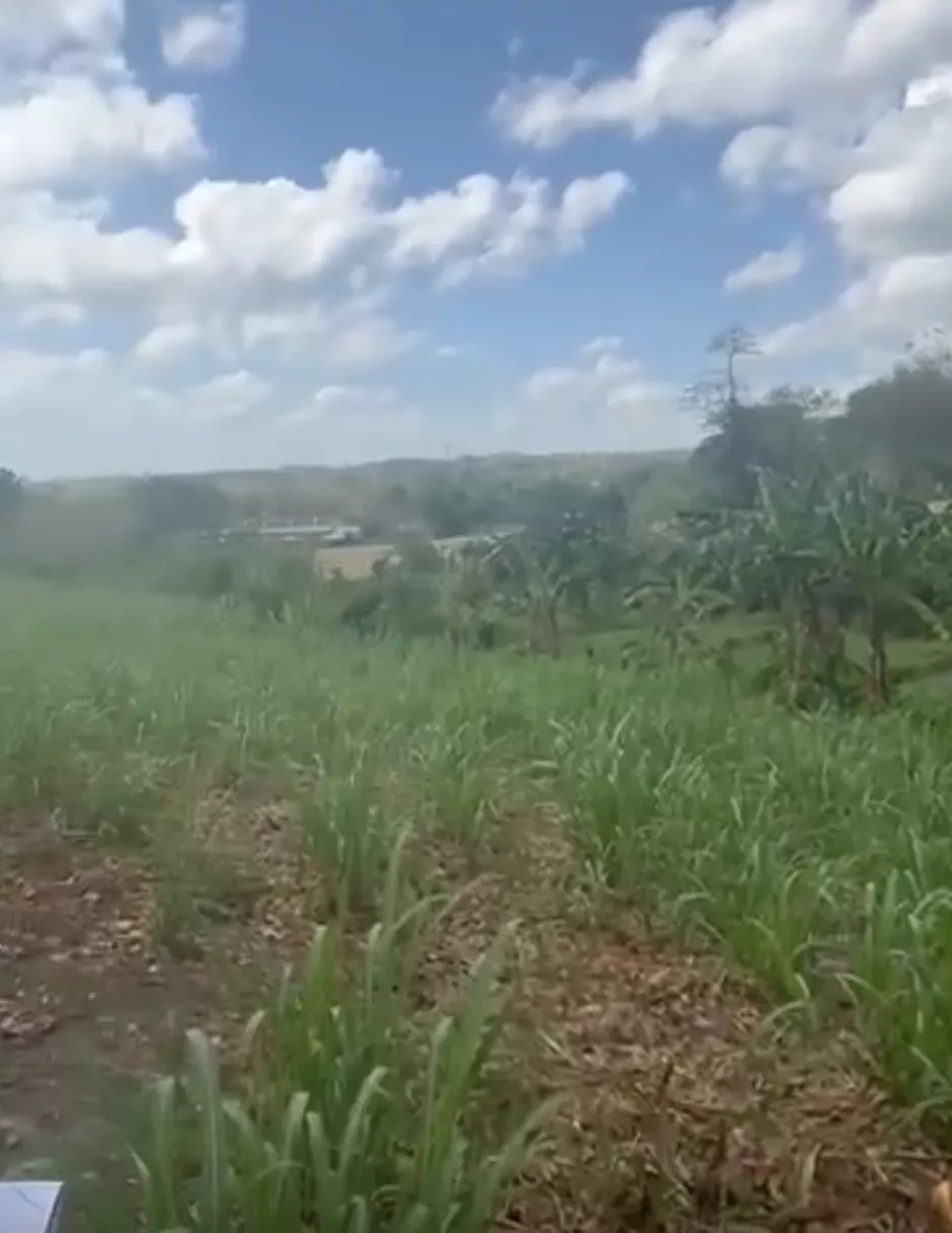 3 Hectares Agricultural Land For Sale — Agricultural Lot in Janiuay, Iloilo, Philippines — Photo 6
