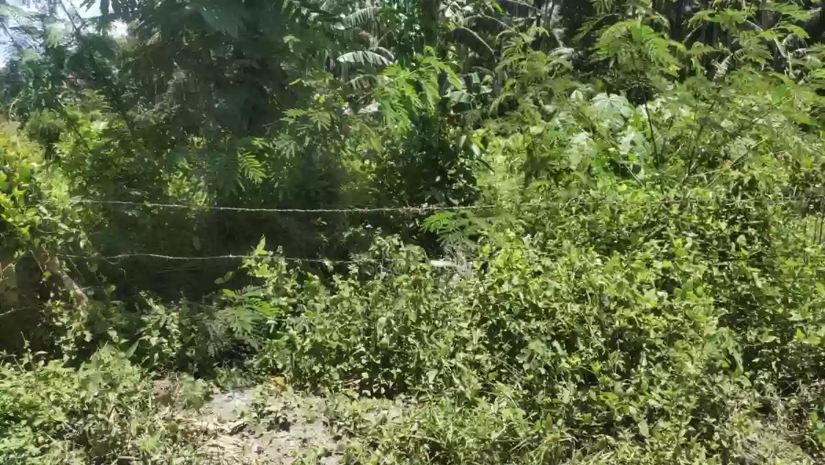 Prime lot for sale in Gensan! 12,060 sqm lot area in Baluan/Ligaya, 7 mins from UST — Residential Lot in General Santos City (Dadiangas), South Cotabato, Philippines — Photo 3