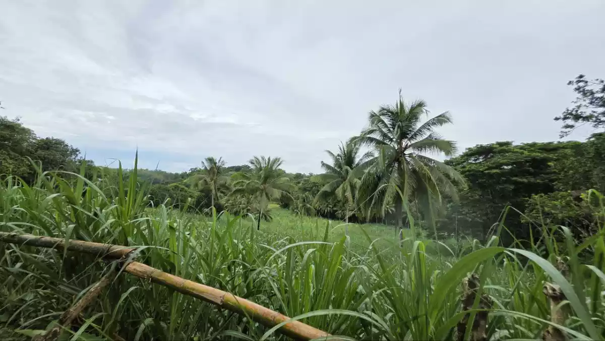 Income Generating Sugarcane Farm