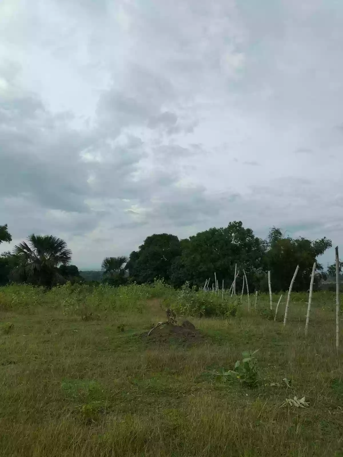 3,585 squaremeters Overlooking Lot Upper Jugno, Amlan Negros Oriental — Agricultural Lot in Amlan, Negros Oriental, Philippines — Photo 2