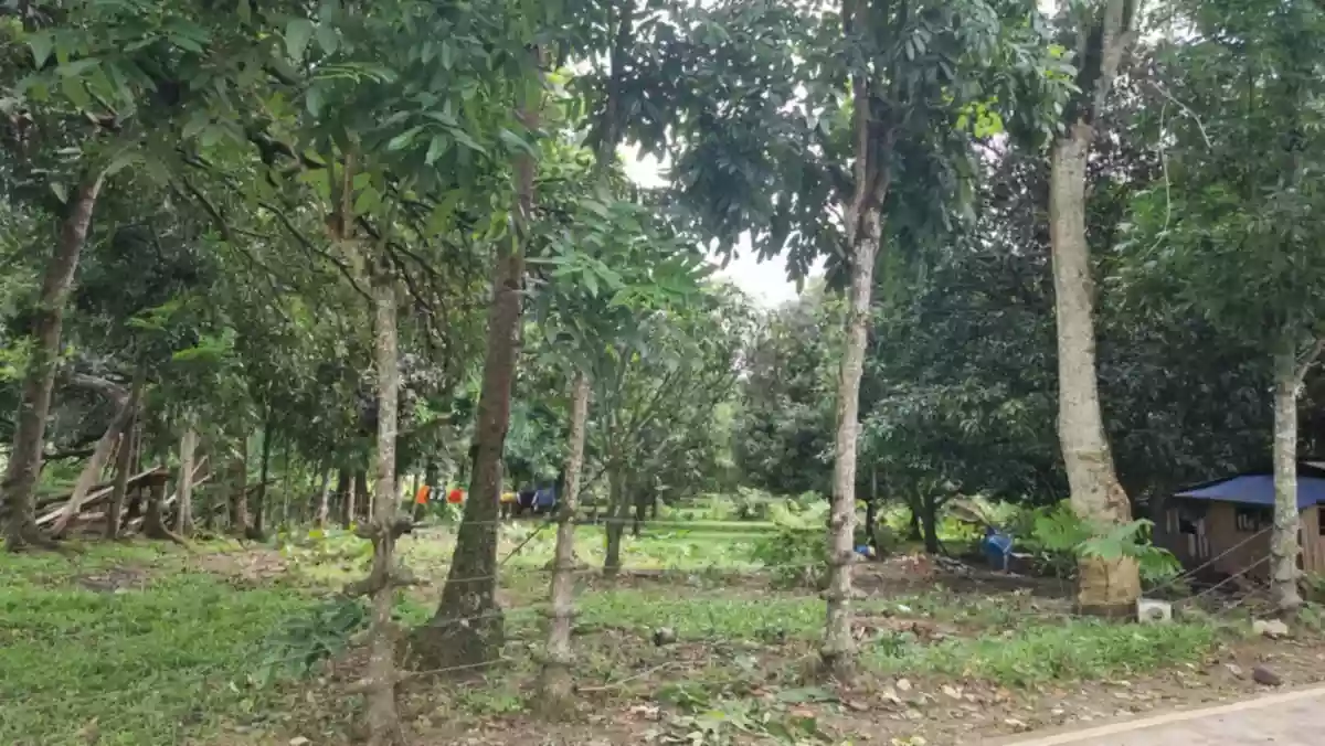 Farm-Agri Lot Balamban Cebu — Agricultural Lot in Cebu, Philippines — Photo 4