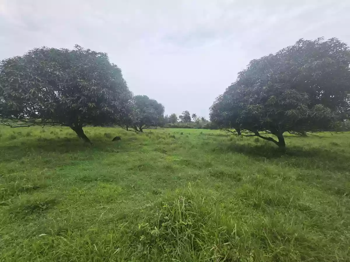 Wide Frontage Agriland in Daanbantayan — Agricultural Lot in Daanbantayan, Cebu, Philippines — Photo 4