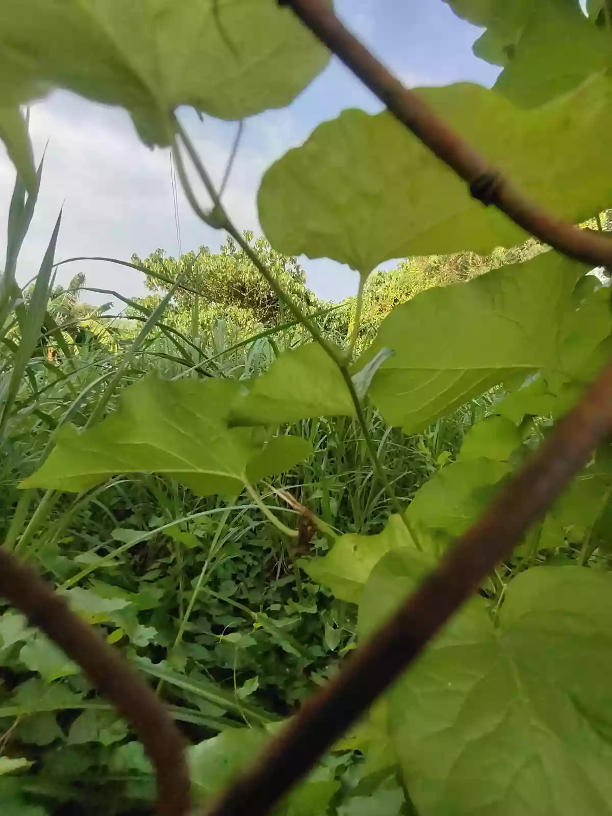 Vacant Lot