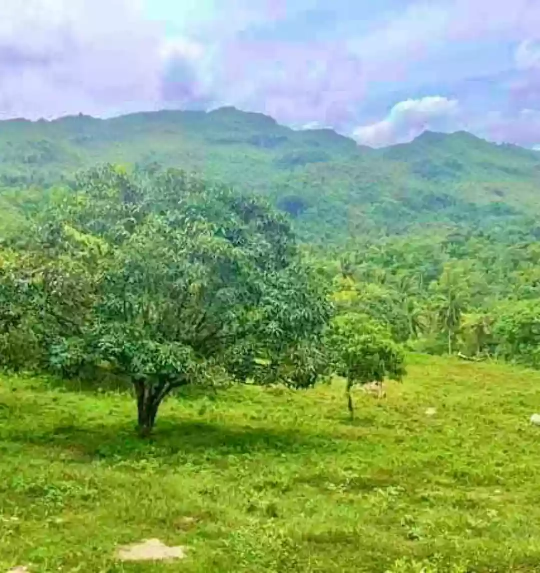 Prime Titled Lot Along Provincial Road in Barili, Cebu"