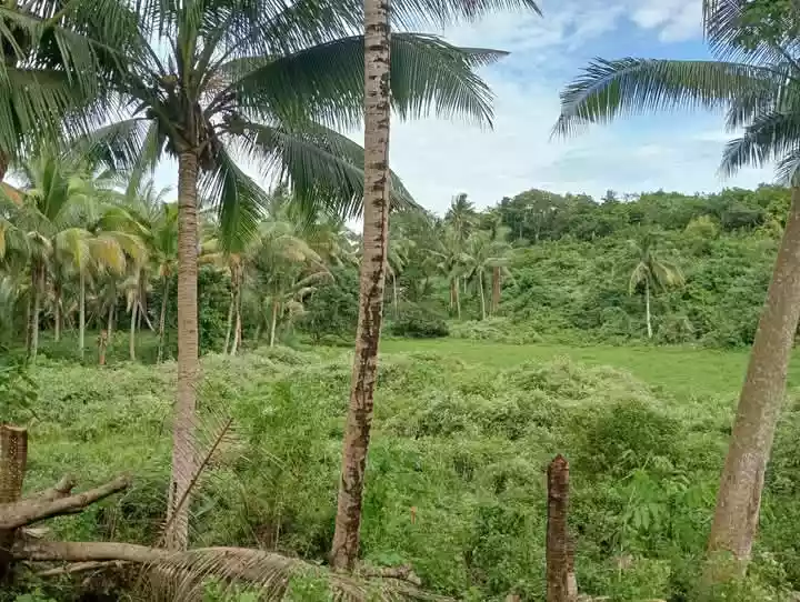 Farm Lot For Sale at Danao City — Residential Lot in Danao City, Cebu, Philippines — Photo 6