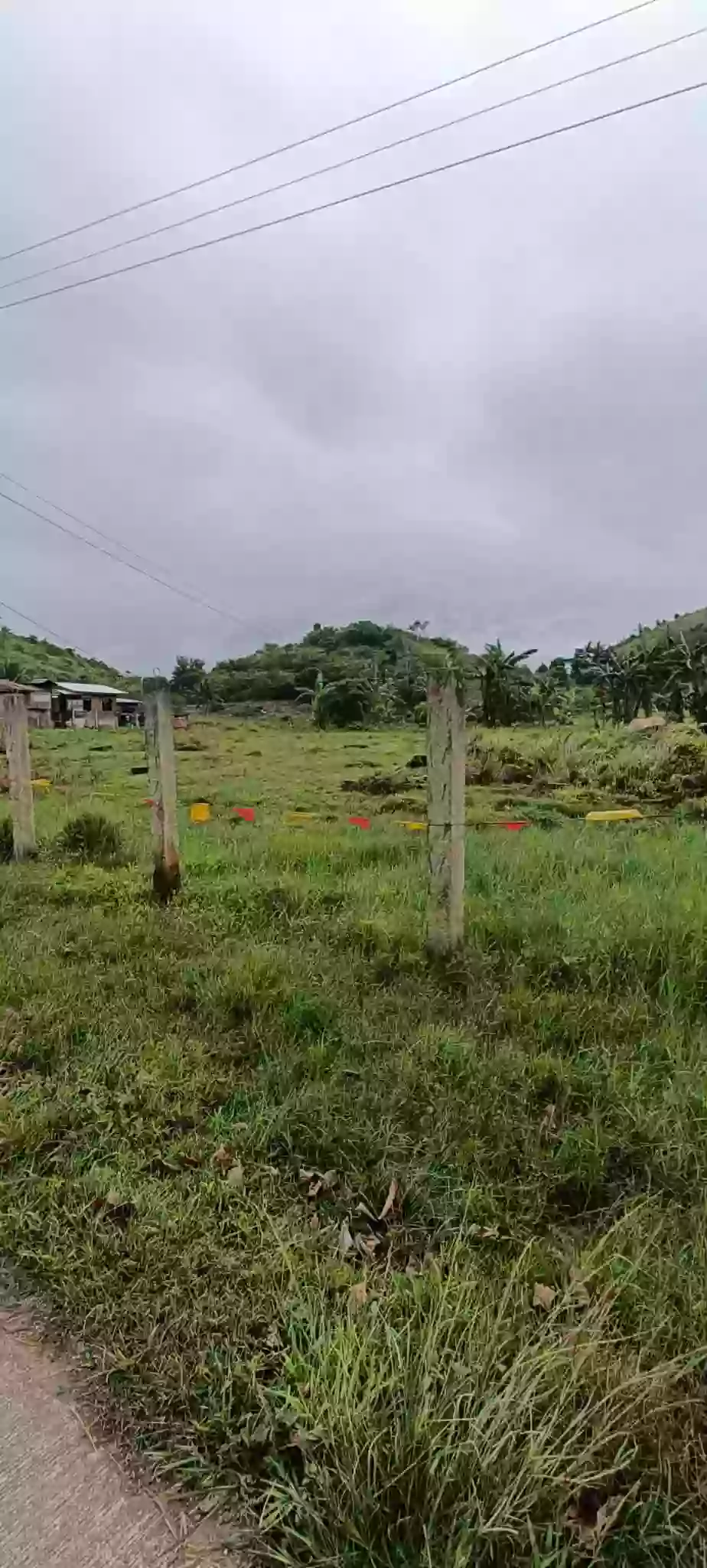 Farm Lot Flat along Provincial Road — Agricultural Lot in Pinamungahan, Cebu, Philippines — Photo 3