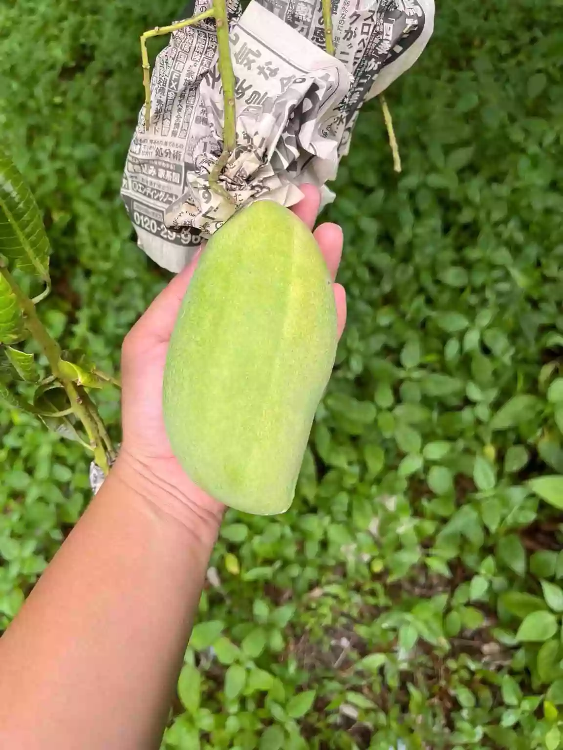 Mango Farm Lot For Sale At Polomolok, South Cotabato