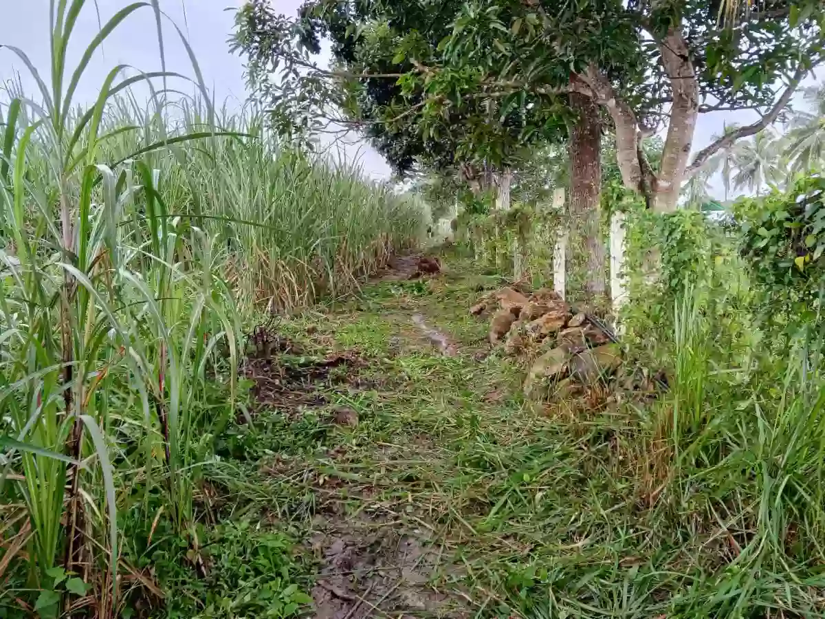Agricultural Lot Amlan 1.5 Hectares Php1,450,000 — Agricultural Lot in Amlan, Negros Oriental, Philippines — Photo 3