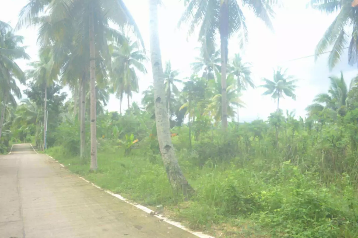 Farm Lot For Sales @ Brgy. Lamak, Dumanjug, Cebu
