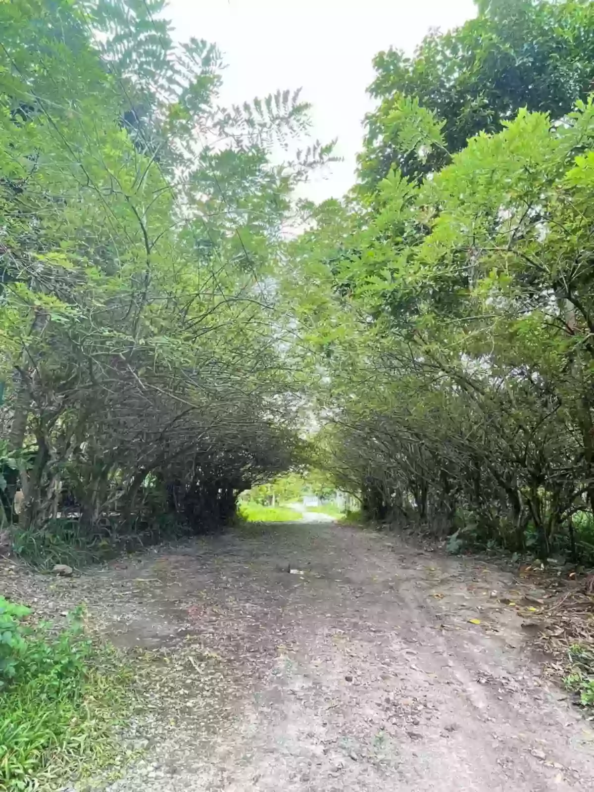 Granada Lot For Sale — Agricultural Lot in Bacolod, Bacolod, Negros Occidental — Photo 4