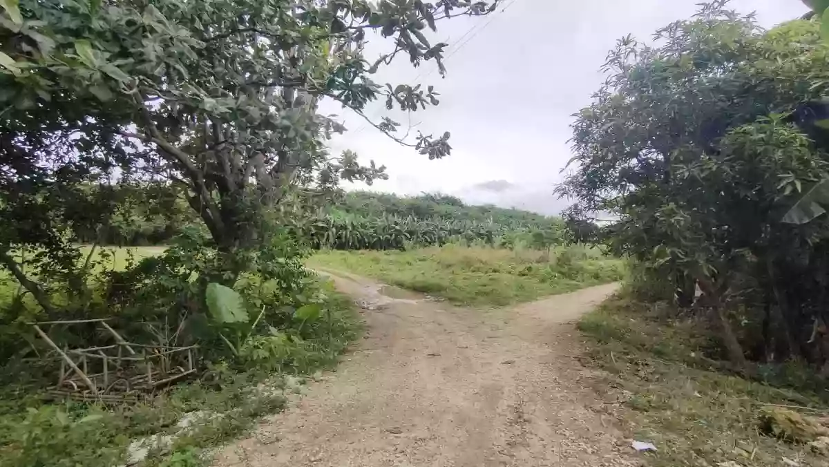 LOT FOR SALE in Bogo City — Agricultural Lot in Bogo City, Cebu, Philippines — Photo 7