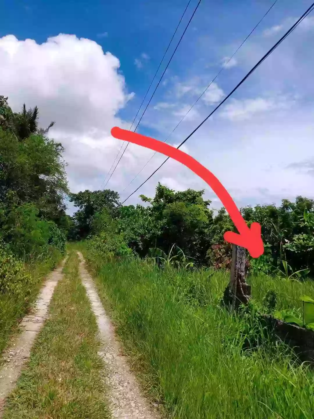 Clean Title — Agricultural Lot in Cebu, Philippines — Photo 2