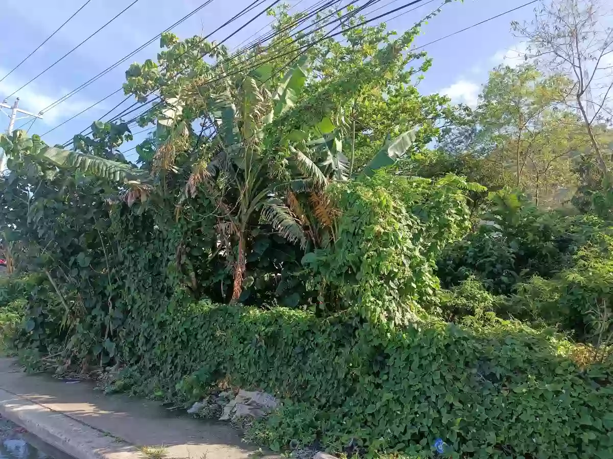Residential Lot For Sale, along National highway Located in Calumanguin Gumaca Quezon — Residential Lot in Gumaca, Quezon, Philippines — Photo 5