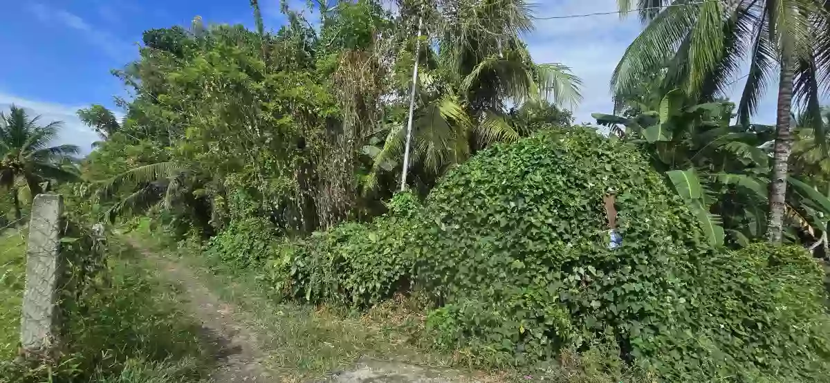 Lot for Sale in West Balabag Valencia — Agricultural Lot in Valencia, Negros Oriental, Philippines — Photo 3