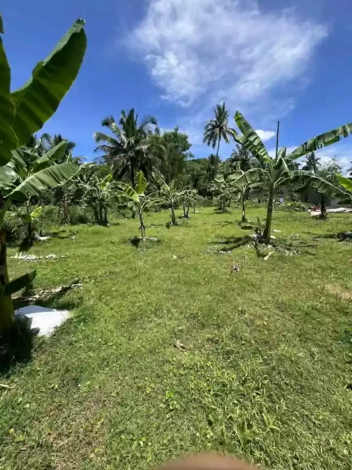 Farm Lot at Tupas Pinamungahan — Agricultural Lot in Pinamungahan, Cebu, Philippines — Photo 2