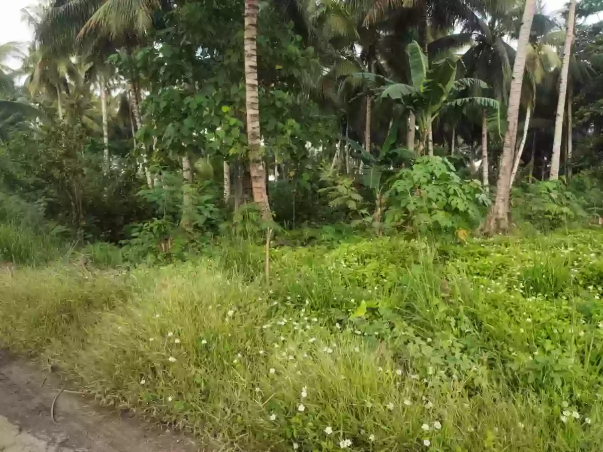 Residential Lot on Nursery Road Back of VSM Premier and Altafina — Residential Lot in General Santos City, South Cotabato, Philippines — Photo 3