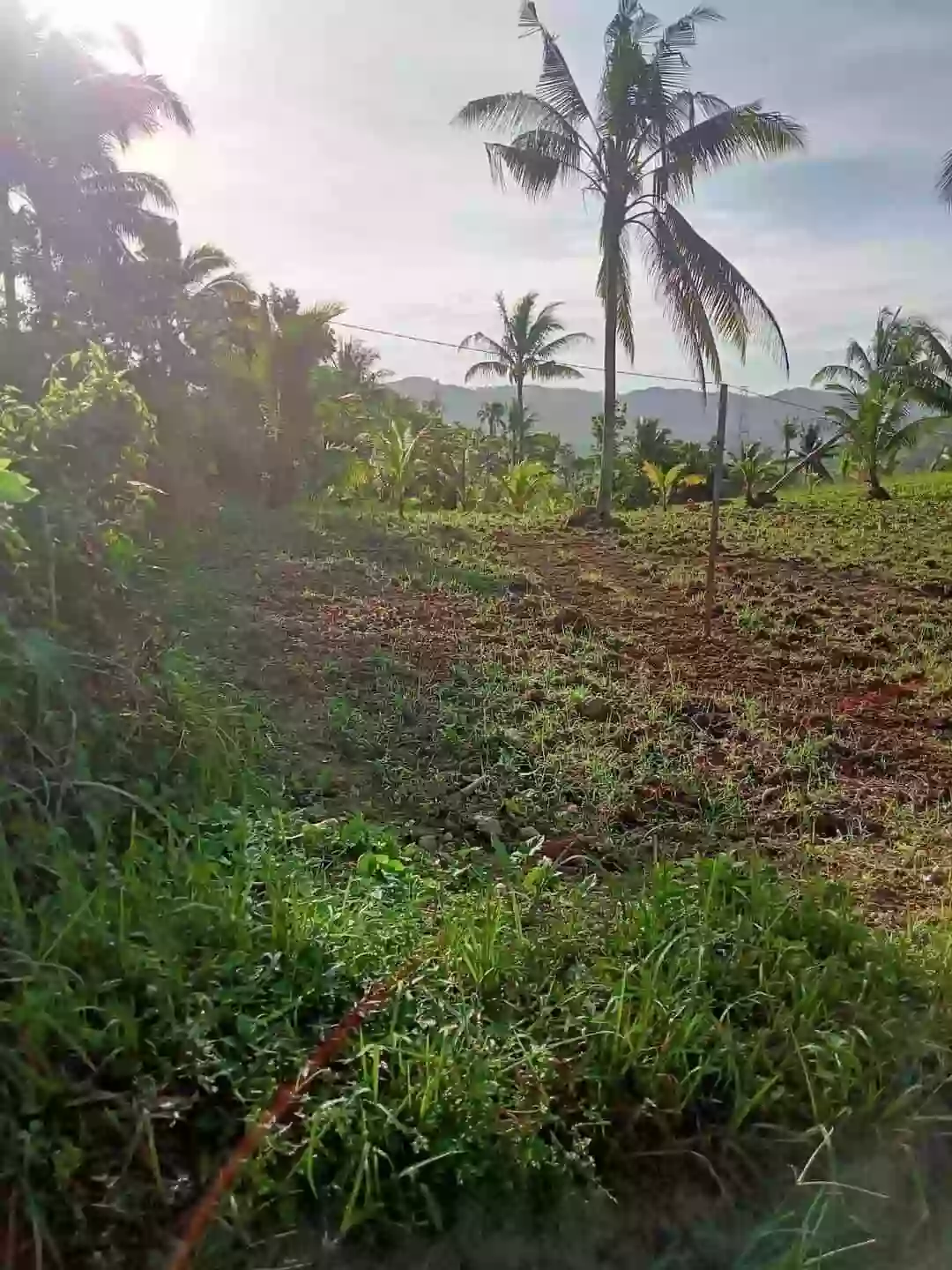 FARM LOT FOR SALE — Calidngan — Agricultural Lot in Carcar, Cebu, Philippines — Photo 2