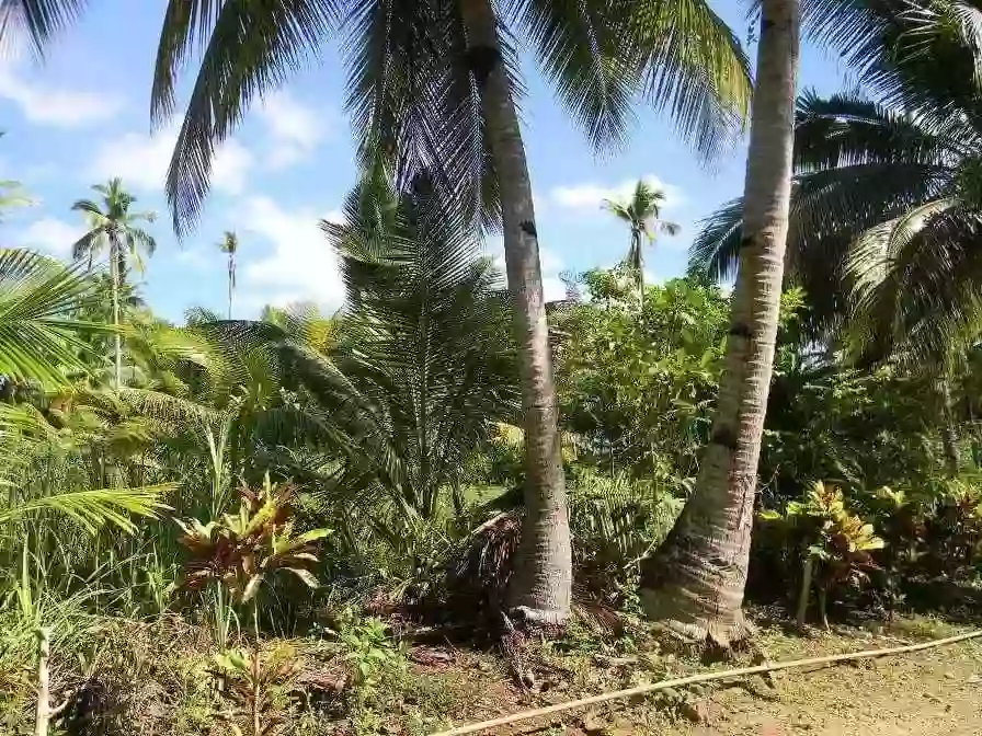 AGRICULTURAL LOT FOR SALE IN CAMOTES — Agricultural Lot in San Francisco, Cebu, Philippines — Photo 3