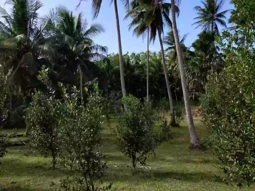 For Sale: Agricultural Lot in Legazpi City – Road Frontage, Easy Access — Agricultural Lot in Legazpi City, Albay, 4500 — Photo 4