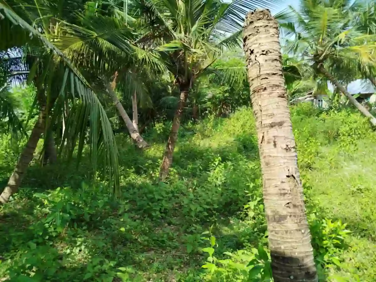 Agricultural lot with 2 house in Dumanjug — Agricultural Lot in Dumanjug, Cebu, Philippines — Photo 6