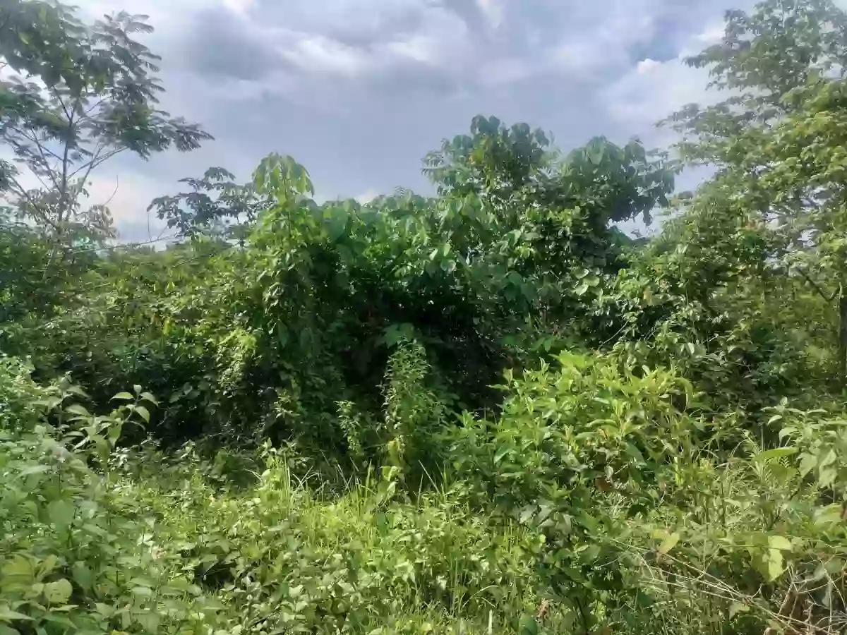 CLEAN TITLE VACANT LOT ALONG NATIONAL HIGHWAY — Agricultural Lot in Monkayo, Davao de Oro, Philippines — Photo 3