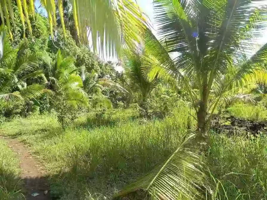 AGRICULTURAL LOT FOR SALE IN CAMOTES