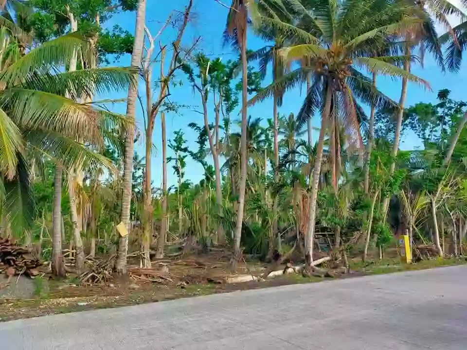 LOT ONLY FOR SALE in Argao Cebu for only 3k/sqm — Agricultural Lot in Argao, Cebu, Philippines — Photo 5