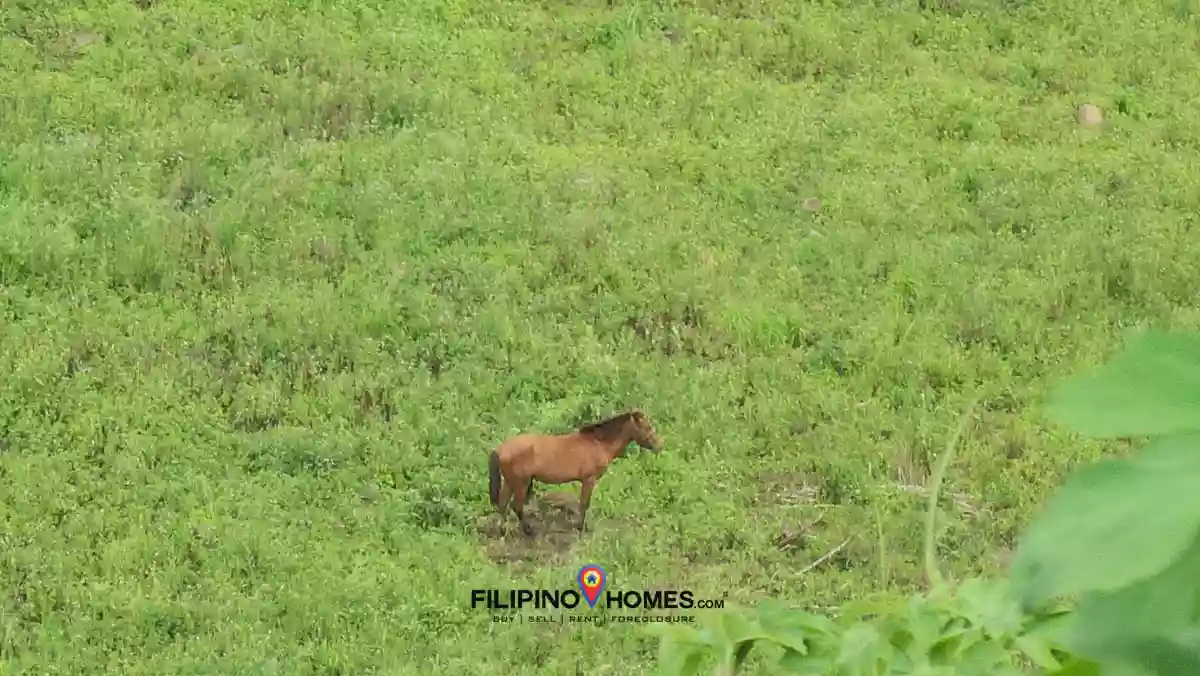 Open photo 16 of 18 — 2.2 Hectares Farm Lot with 360° View in Basak, Lantapan, Bukidnon