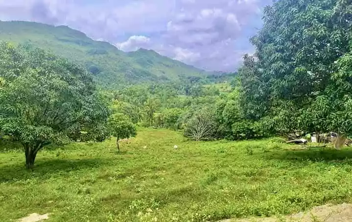 Prime Titled Lot Along Provincial Road in Barili, Cebu" — Agricultural Lot in Barili, Cebu, Philippines — Photo 3