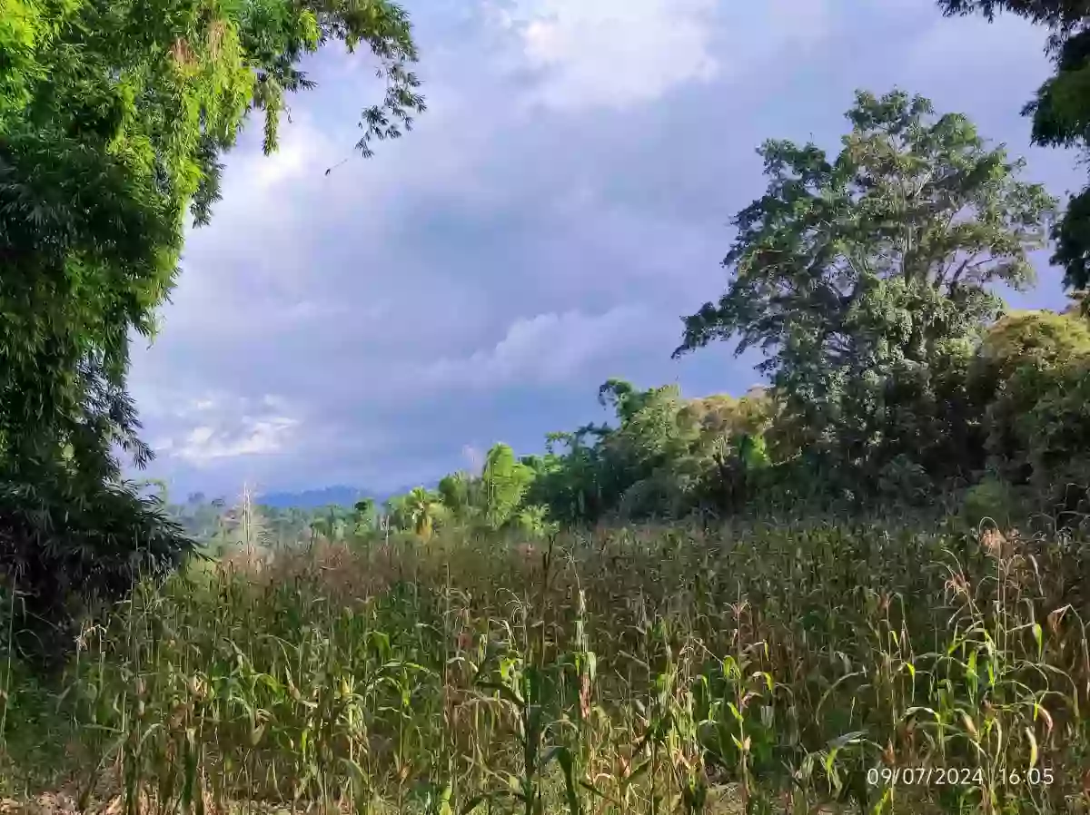 Titled Riverside agricultural lot Ideal for Resort or Farmhouse — Agricultural Lot in Lake Sebu, South Cotabato, Philippines — Photo 2