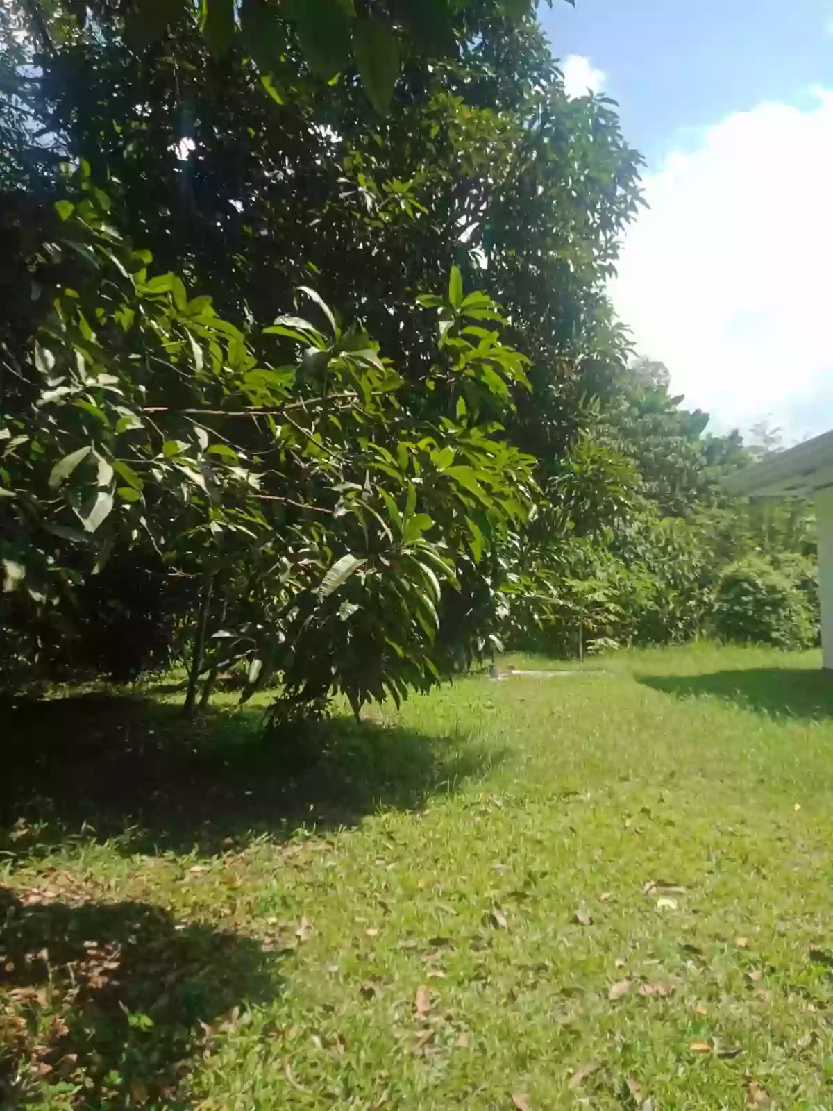 Agricultural and Residential Lot in Koronadal 5.6 Hectares For Sale! — Agricultural Lot in Koronadal City, South Cotabato, Philippines — Photo 3
