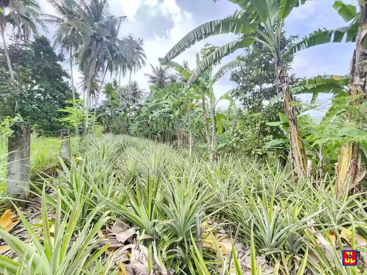 Rush Sale! 1,099 sqm Lot in East Balabag Valencia, Negros Oriental [available] — Residential Lot in Valencia, Negros Oriental, Philippines — Photo 3