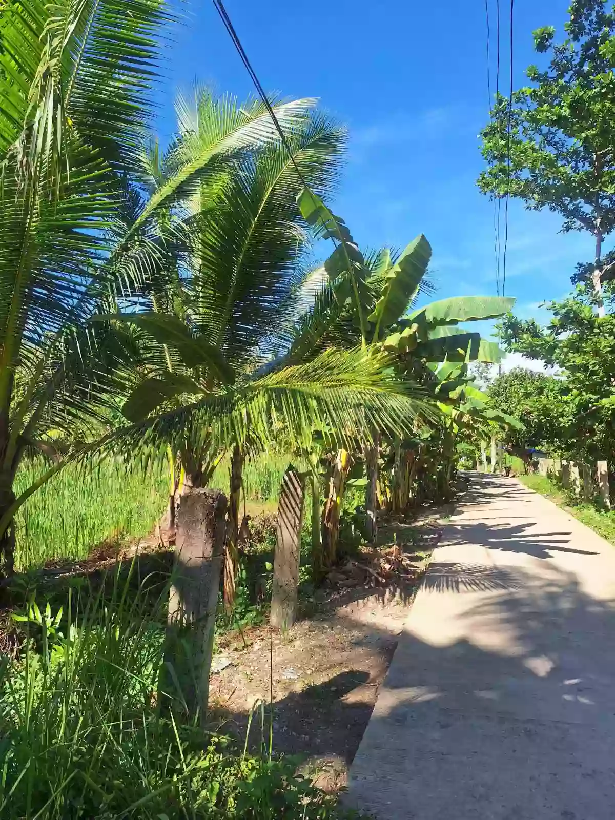 Lot only for SALE — Agricultural Lot in Carmen, Cebu, Philippines — Photo 7