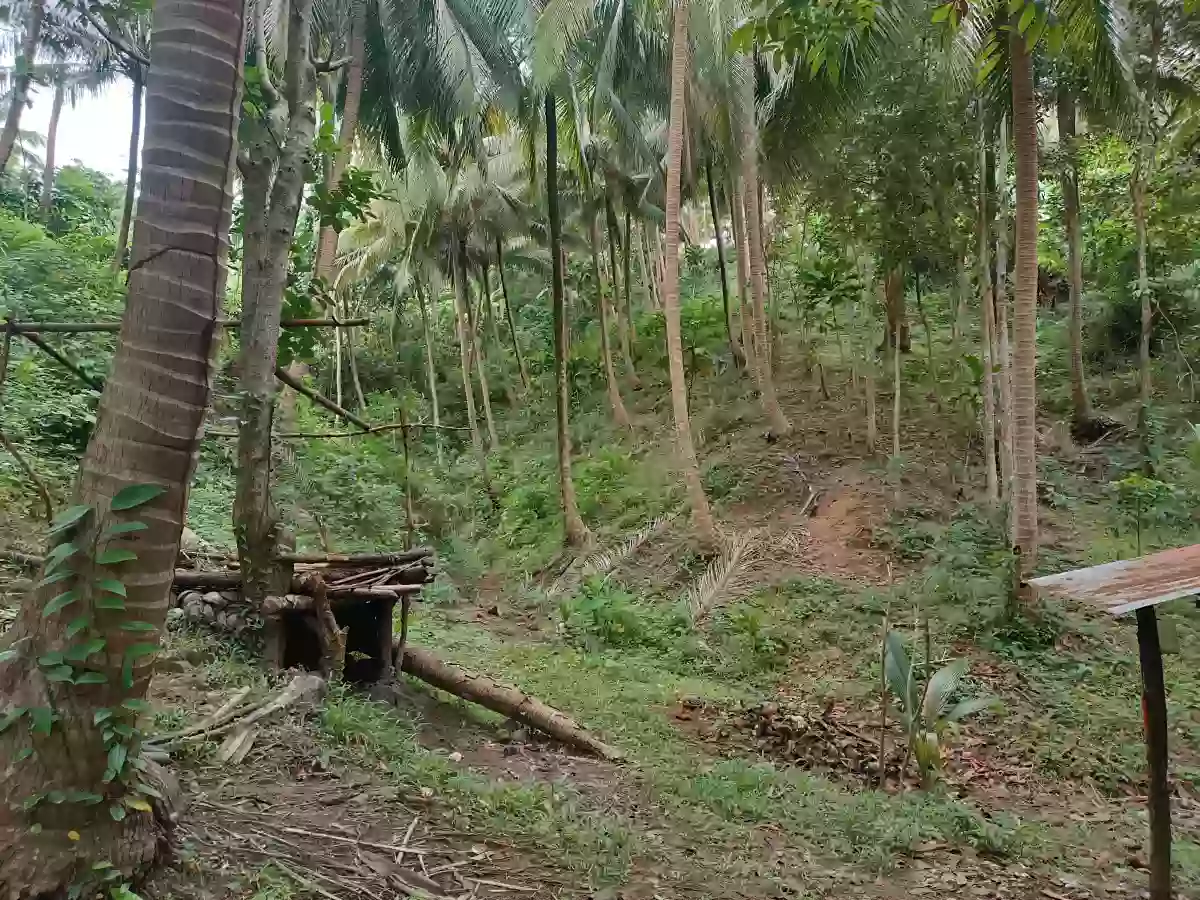 Coconut Farm For Sale Along Brgy. Road. With Overlooking sea view — Agricultural Lot in Plaridel, Quezon, Philippines — Photo 5