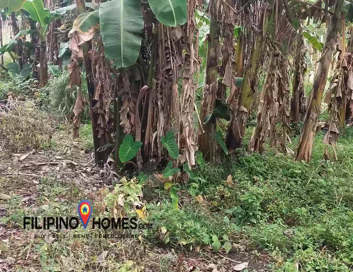 Agricultural Lot for Sale!! — Agricultural Lot in Naga, Camarines Sur, Philippines — Photo 3
