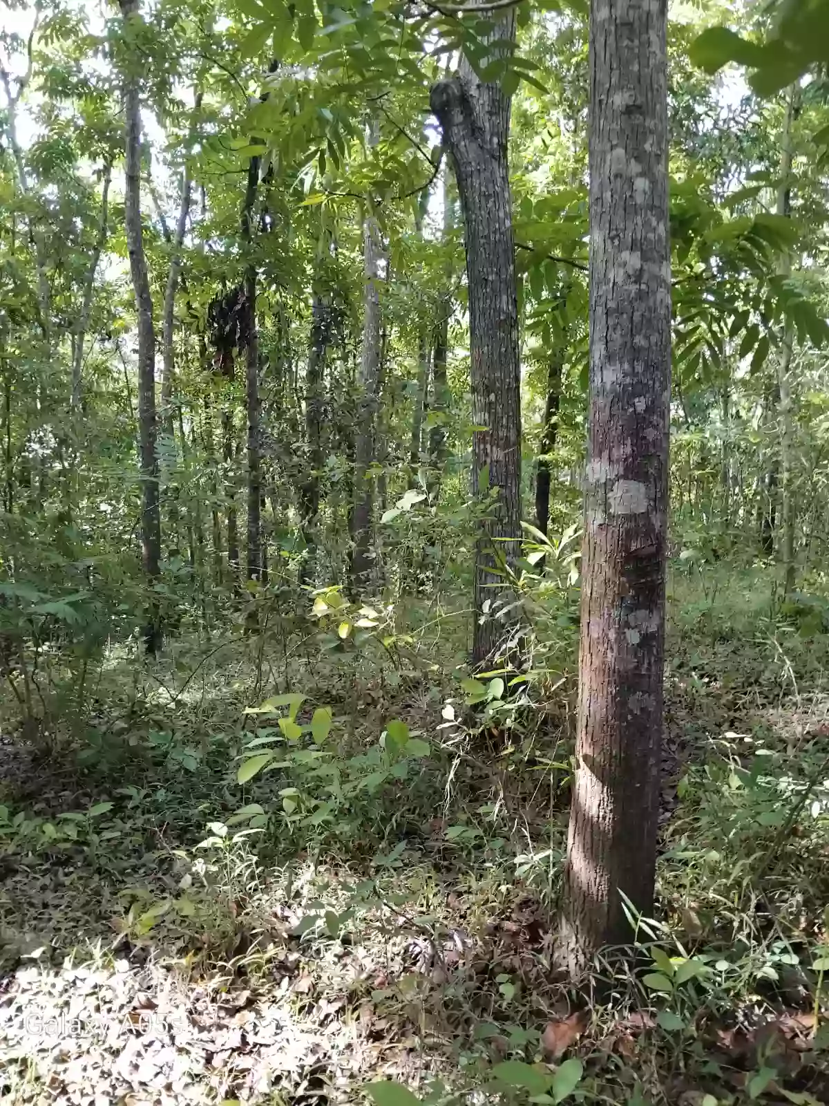 Land for Sale — Agricultural Lot in Guimaras, Philippines — Photo 6