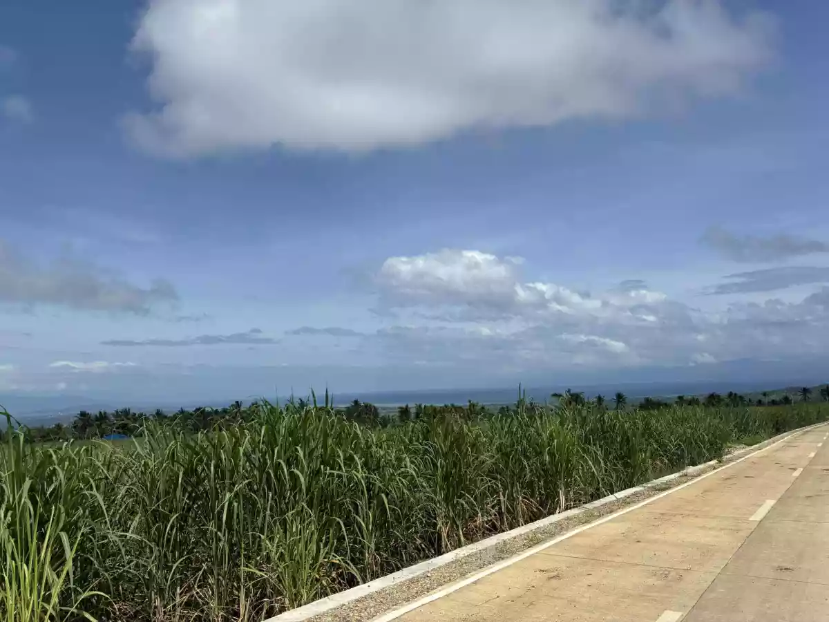 Agricultural Lot For Sale 2 Hectares Jantianon, Amlan, Negros Oriental — Agricultural Lot in Amlan, Negros Oriental, Philippines — Photo 4