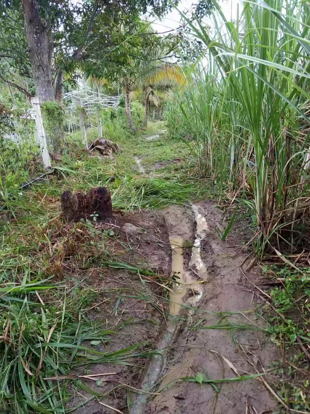 Agricultural Lot Amlan 1.5 Hectares Php1,450,000 — Agricultural Lot in Amlan, Negros Oriental, Philippines — Photo 2