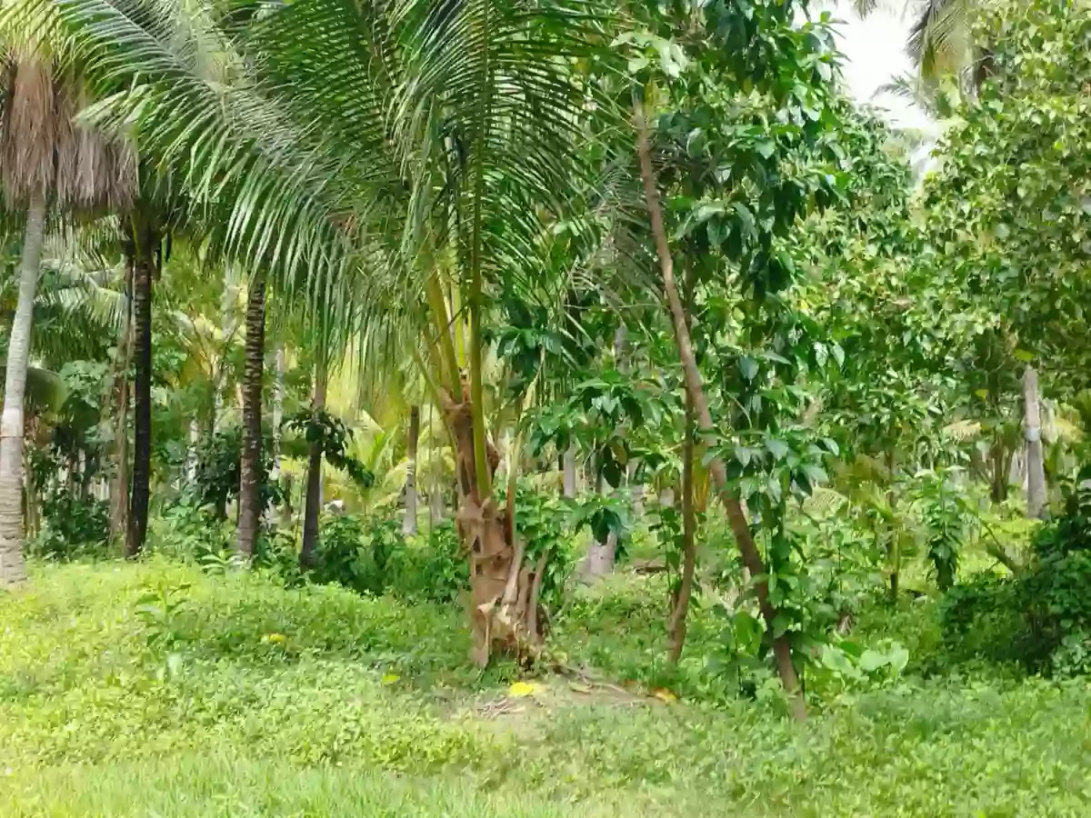 INCOME GENERATING -FARM LOT FOR SALE in DAVAO del SUR — Agricultural Lot in Malalag, Davao del Sur, Philippines — Photo 3