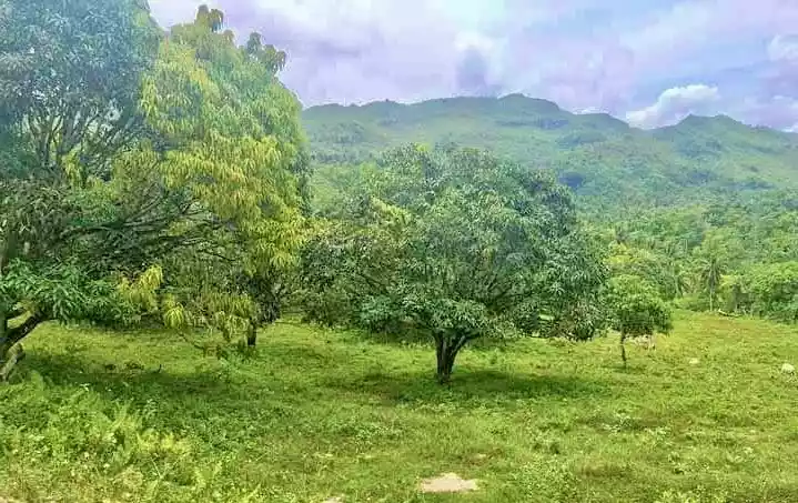 Prime Titled Lot Along Provincial Road in Barili, Cebu" — Agricultural Lot in Barili, Cebu, Philippines — Photo 2