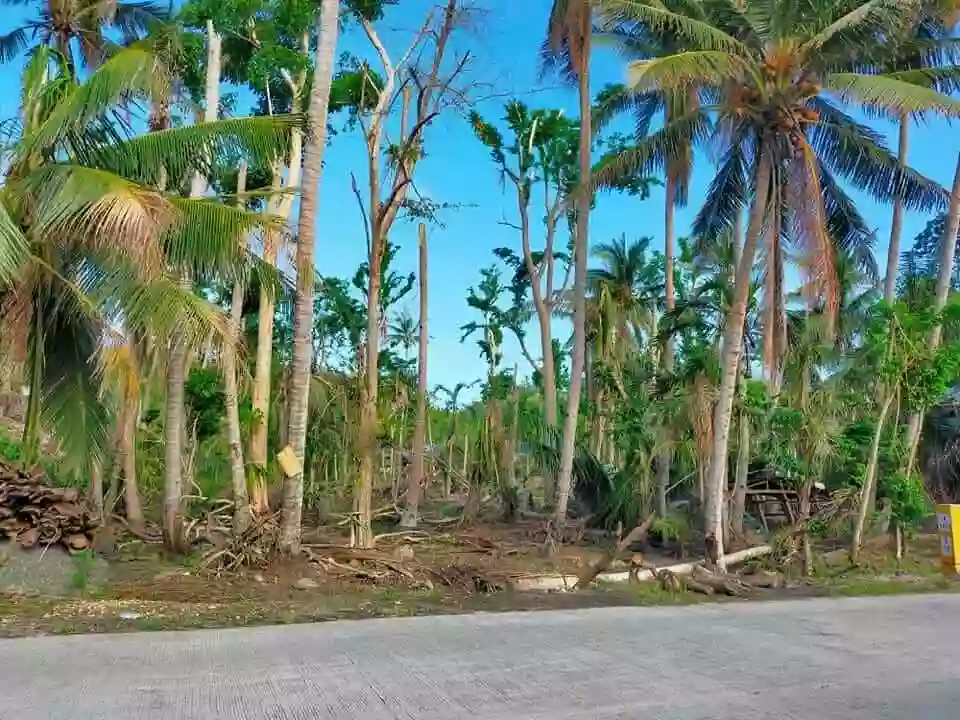 LOT ONLY FOR SALE in Argao Cebu for only 3k/sqm — Agricultural Lot in Argao, Cebu, Philippines — Photo 4
