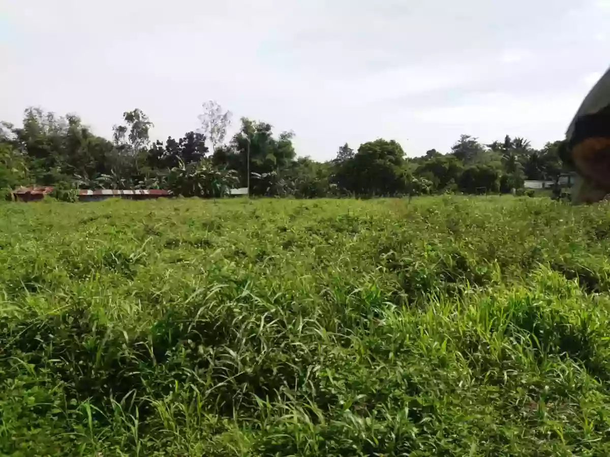 Residential lot — Residential Lot in Silay City, Negros Occidental, Philippines — Photo 2