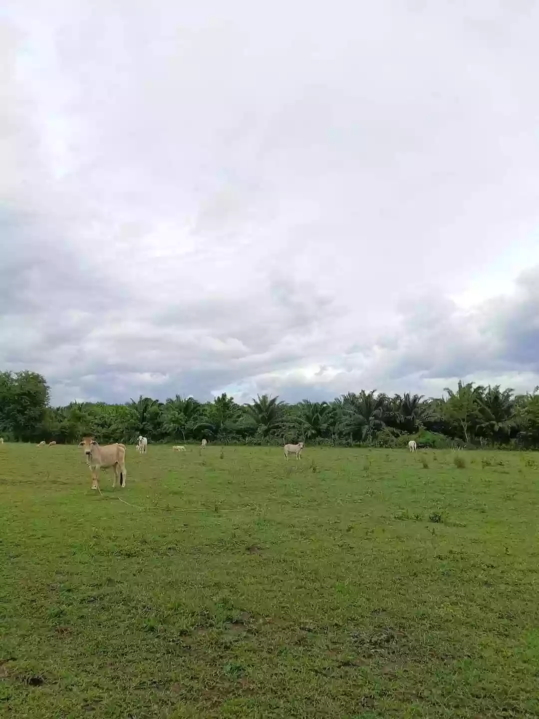 T-9965 — Agricultural Lot in Sarangani, Philippines — Photo 5