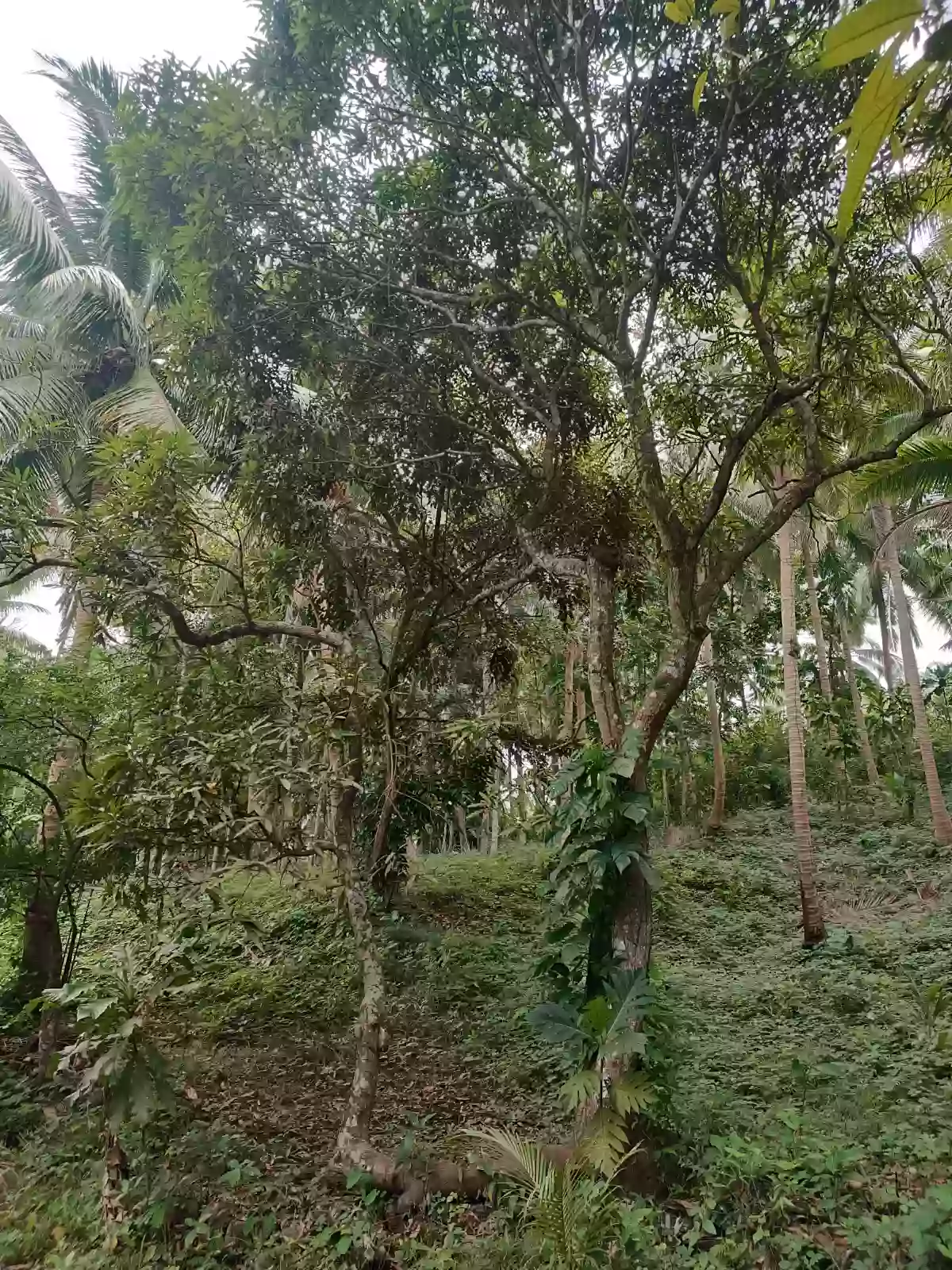 Coconut Farm For Sale Along Brgy. Road. With Overlooking sea view — Agricultural Lot in Plaridel, Quezon, Philippines — Photo 3