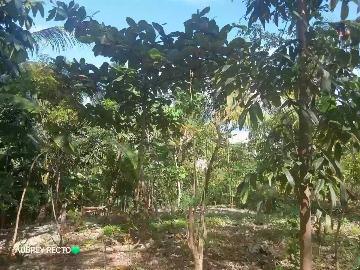 Overlooking 1,000 sqm Lot in Maghaway, Talisay City, Cebu — Residential Lot in Talisay, Cebu, Philippines — Photo 2
